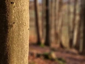 Online-Kurs Naturcoaching