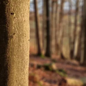 Online-Kurs Natur-Prozessbegleitung