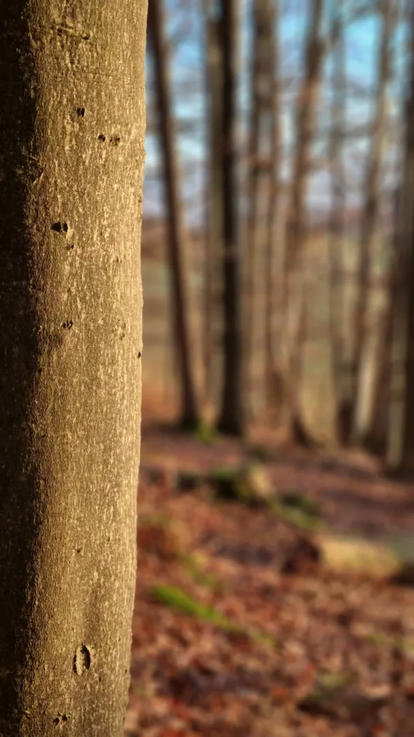Online-Kurs Natur-Prozessbegleitung